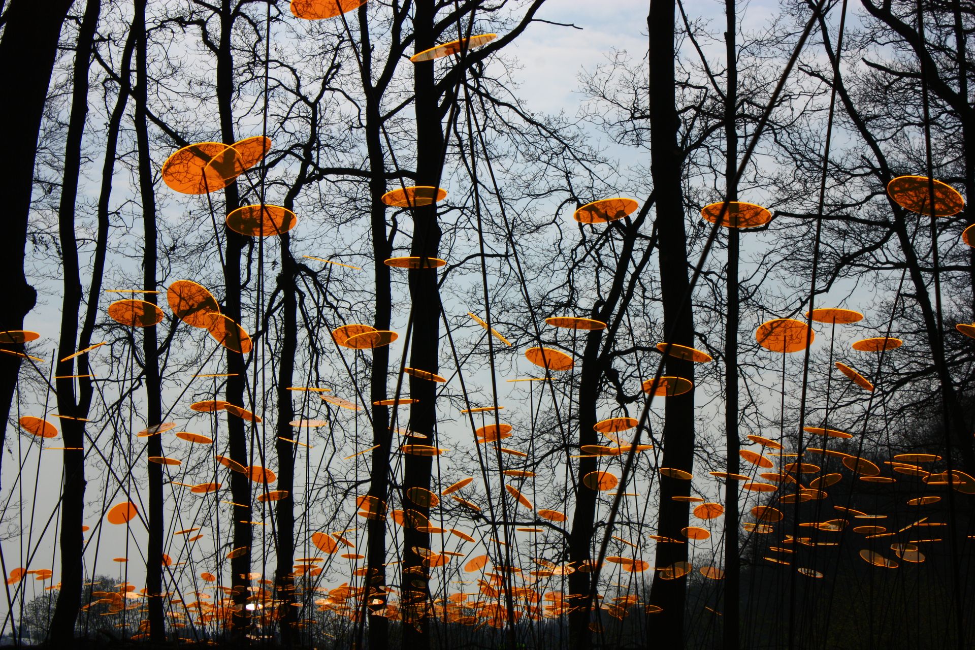 Wald mit hohen orangen Sonnenfängern
