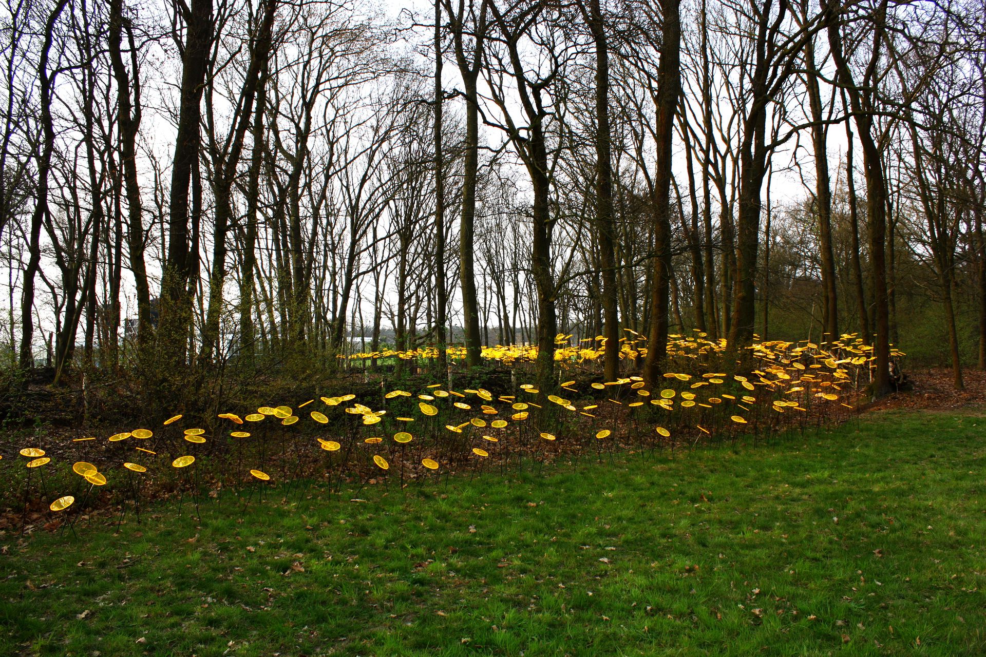Blumenbeet voller gelber Scheiben
