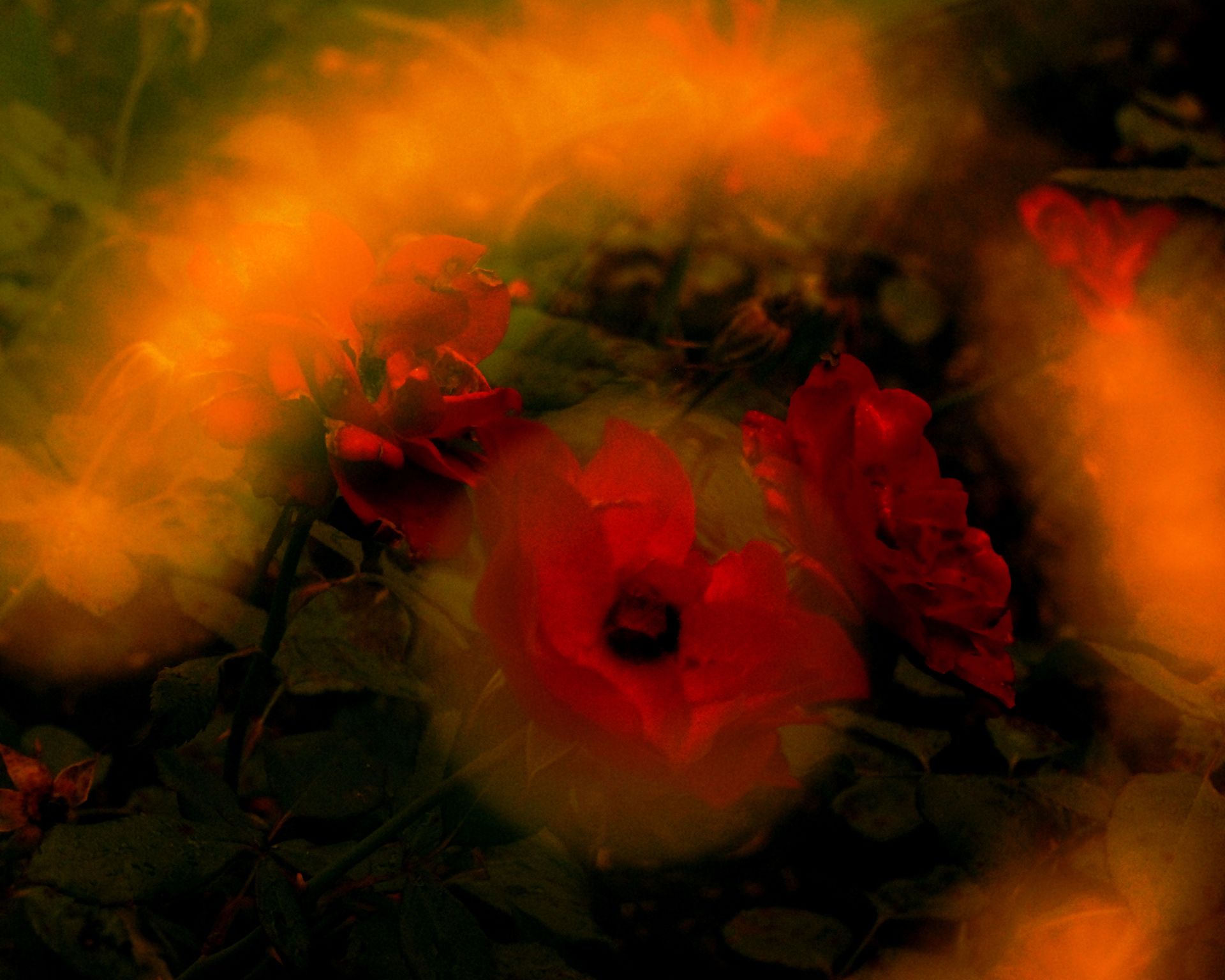 Rote Blume sichtbar durch gelben Sonnenfänger 