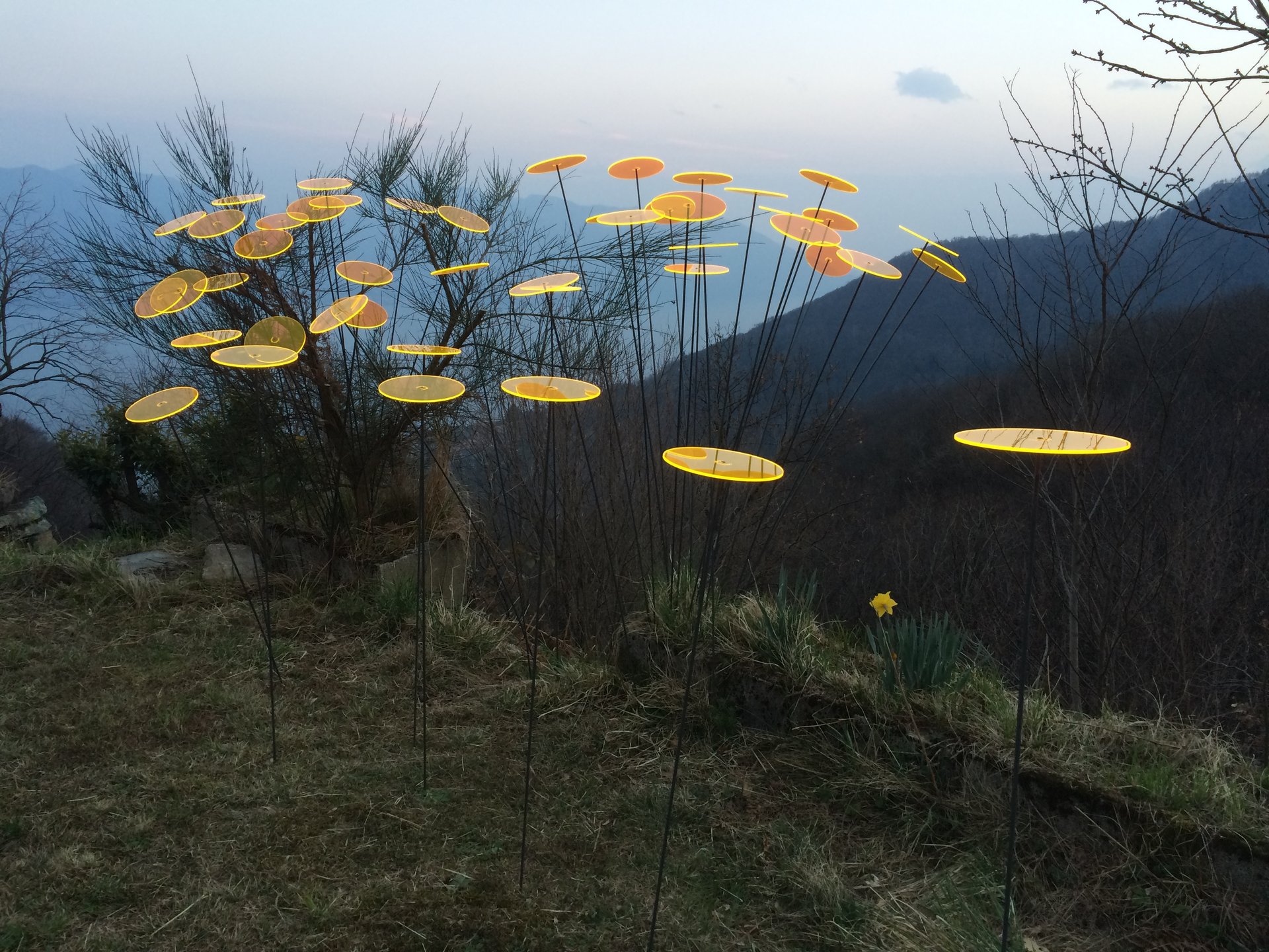 Gelber Sonnenstrauß auf  Schweizer Berglandschaft